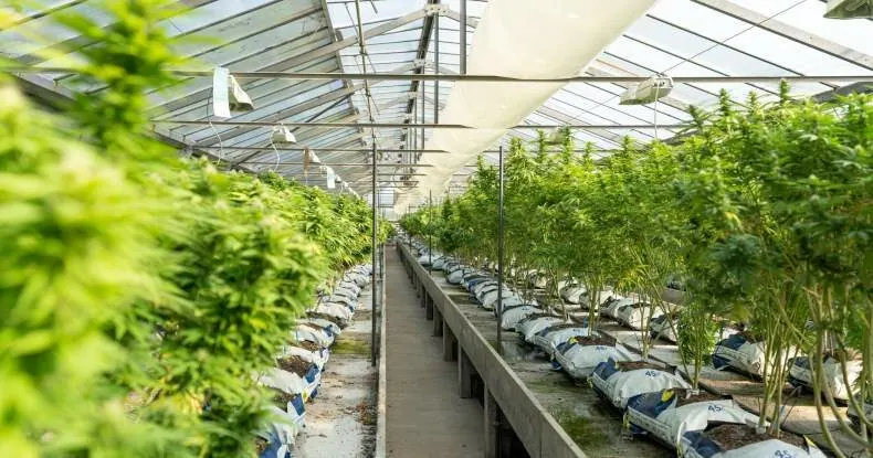 Plantas de cannabis verdes em vasos brancos dentro de uma estufa com teto de vidro.