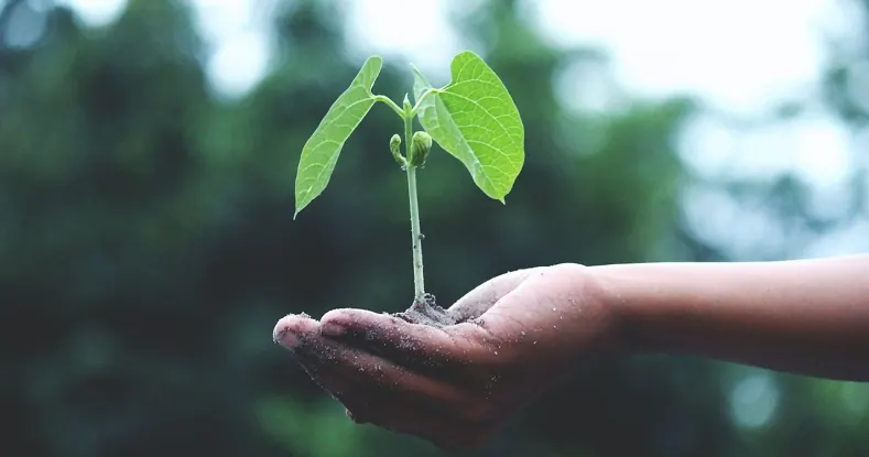 Mão de uma pessoa segurando uma pequena planta com terra.