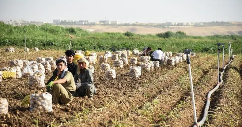 Três homens sentados em um campo de batatas colhidas, com sacos de batatas e sistema de irrigação.