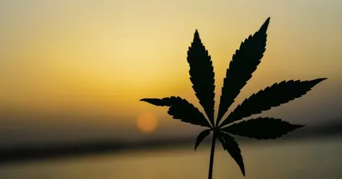 Folha de maconha