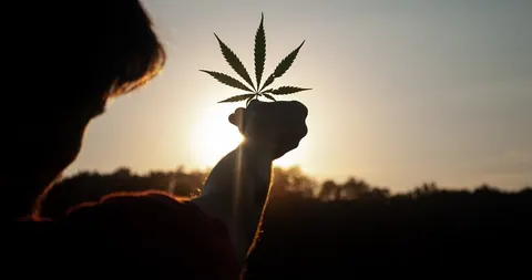 Folha de maconha