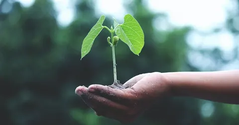 ESG: planta brotando