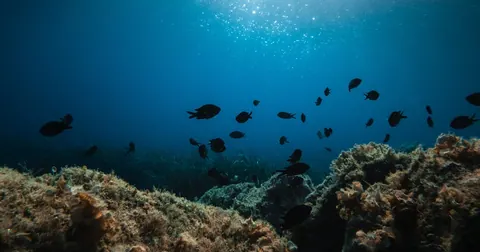 Tecnologia para combater poluição do oceano