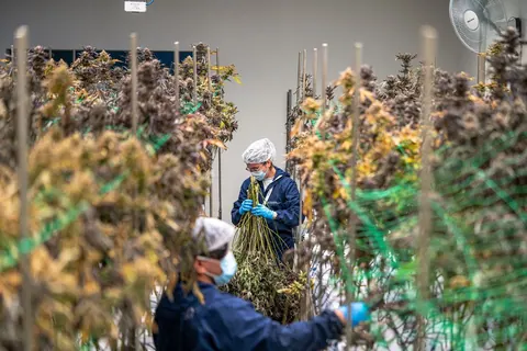 Trabalhadores em uma plantação de cannabis, colhendo e aparando as plantas.
