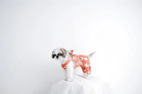 Cão shih tzu vestindo roupa estampada em fundo branco