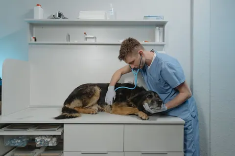 Veterinário examinando um cachorro deitado em uma mesa de exame.