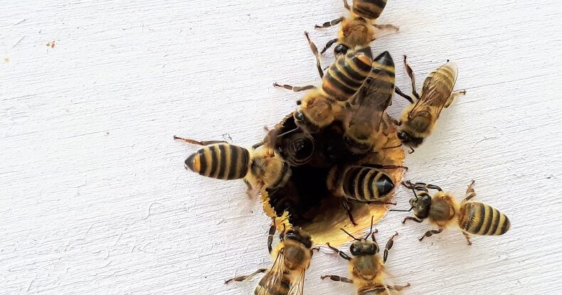 Retenção de talentos - abelhas atraídas pelo mel